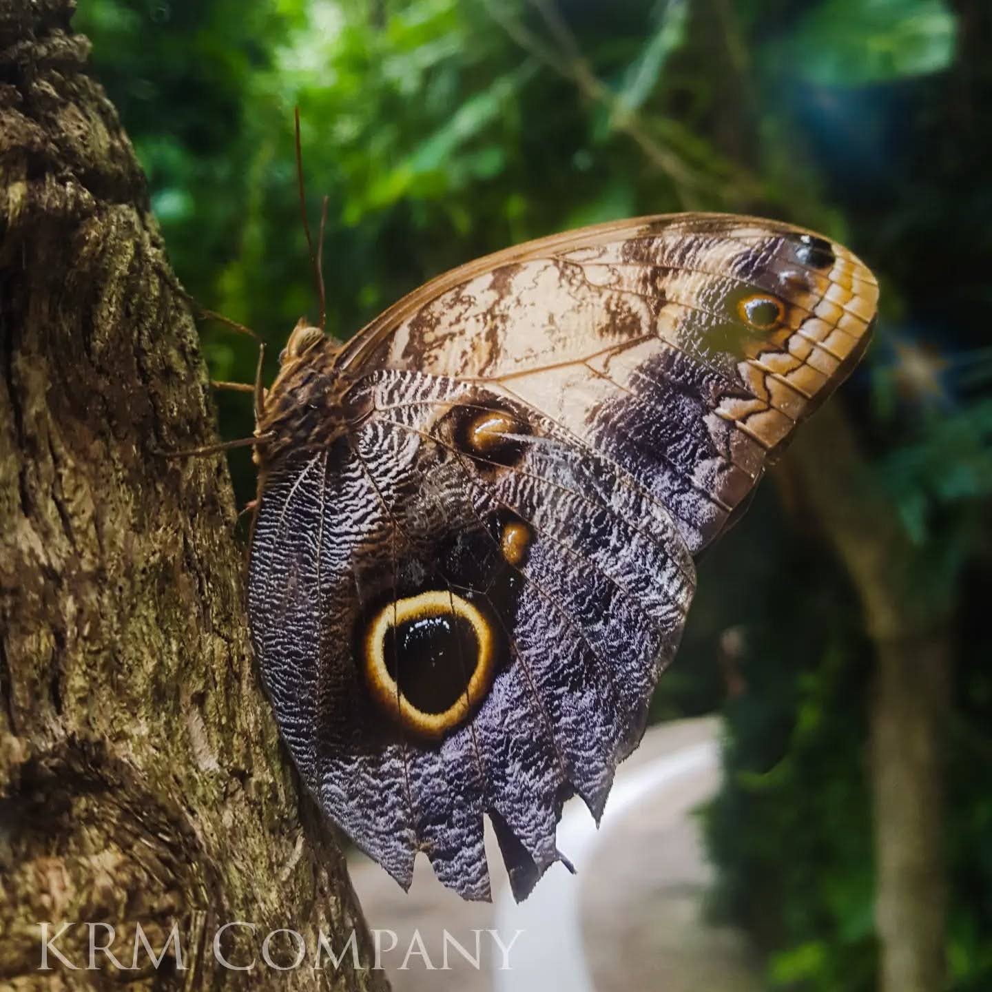 Owl butterfly resting on tree bark, eyespot wing in close focus
