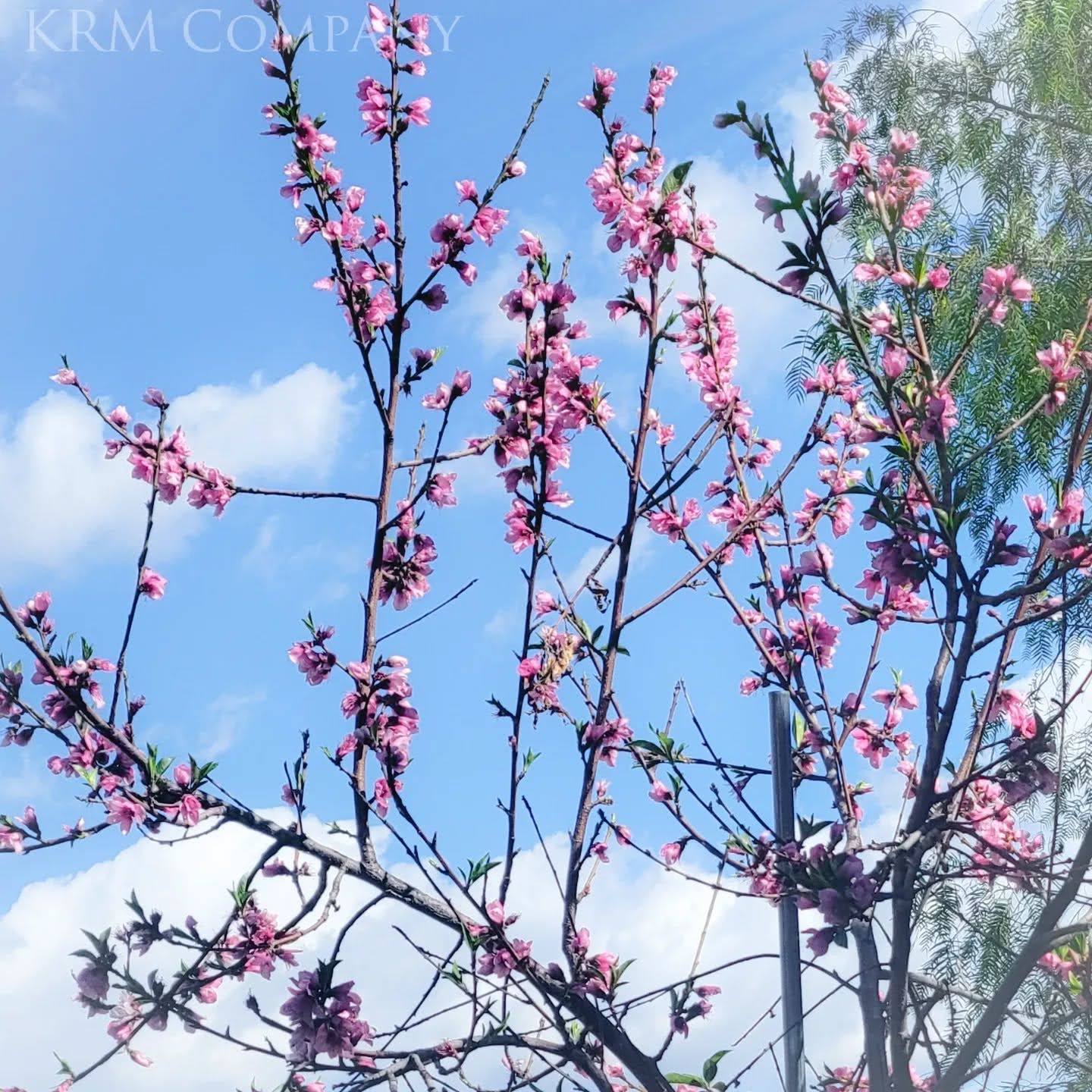 Pink peach blossoms against a clear blue sky