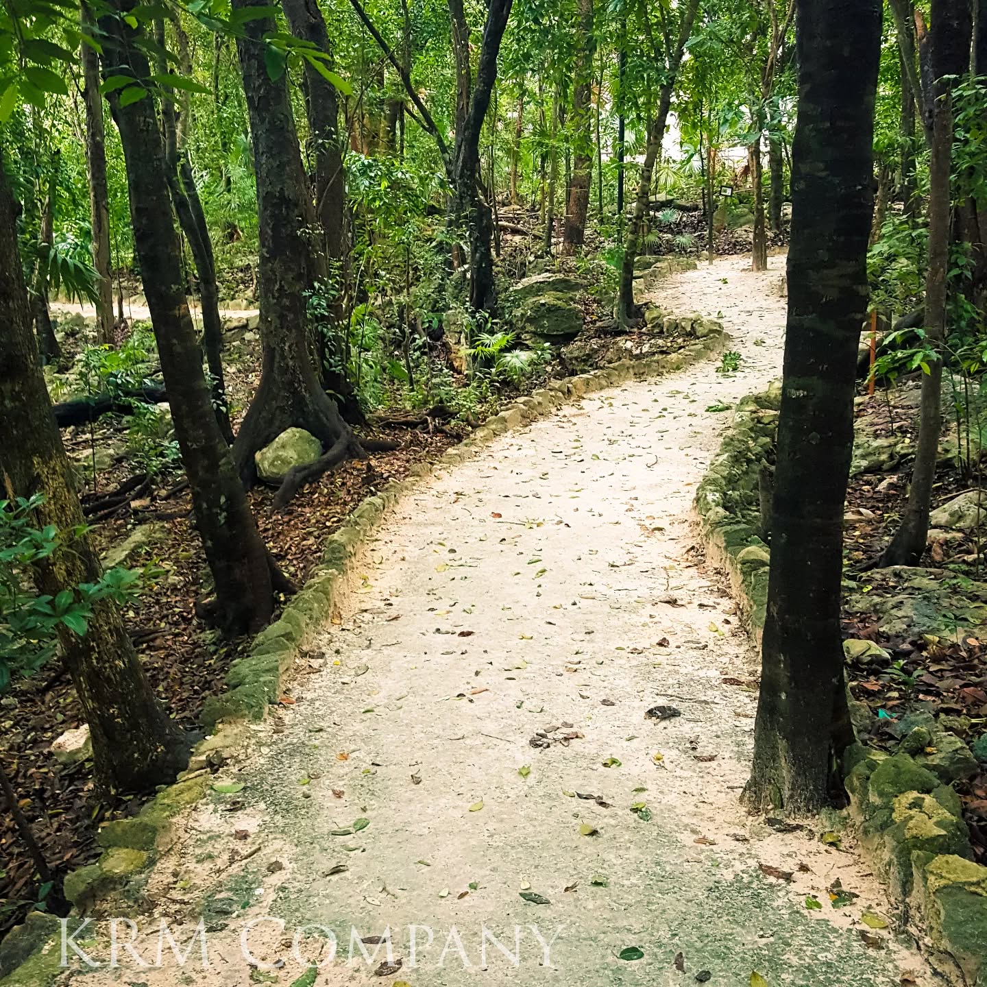 Sunlit stone-lined path winding through dense jungle trees