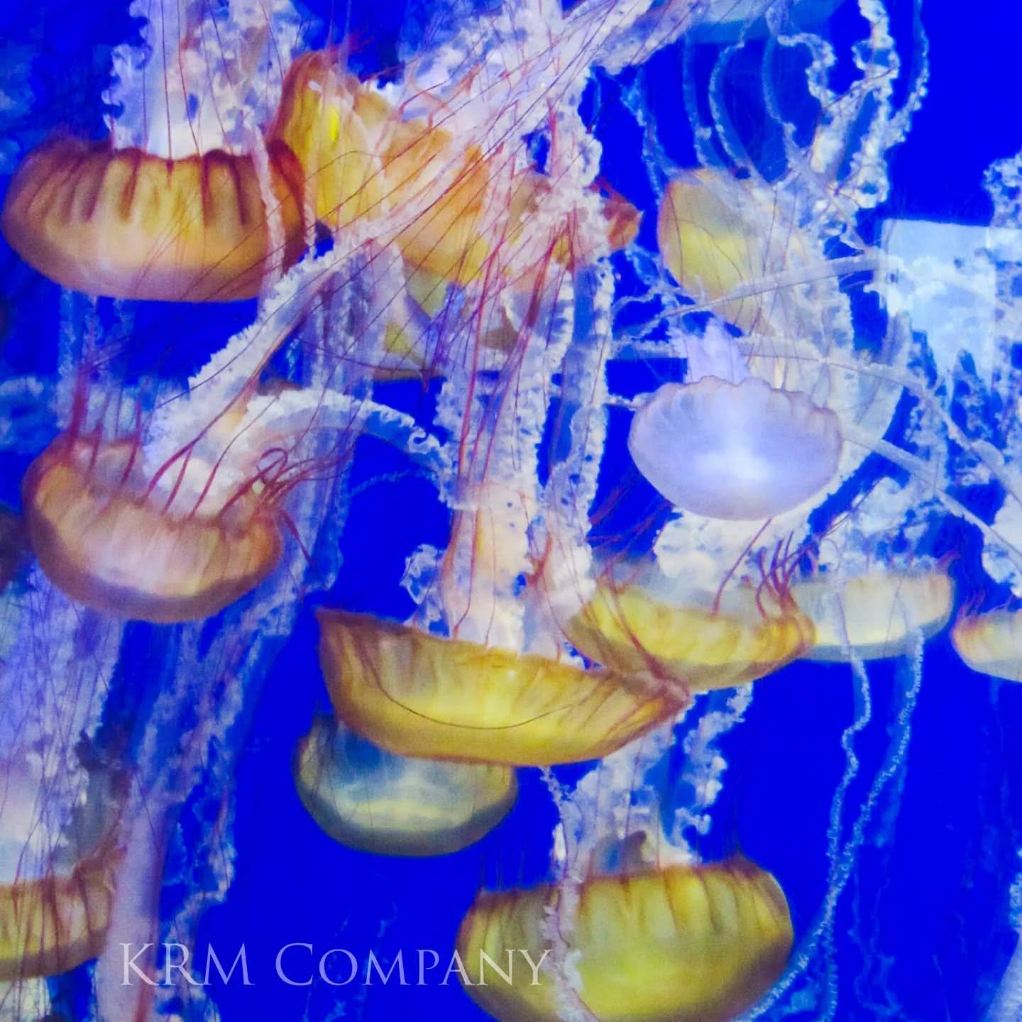 Sea nettle jellyfish drifting against deep blue water