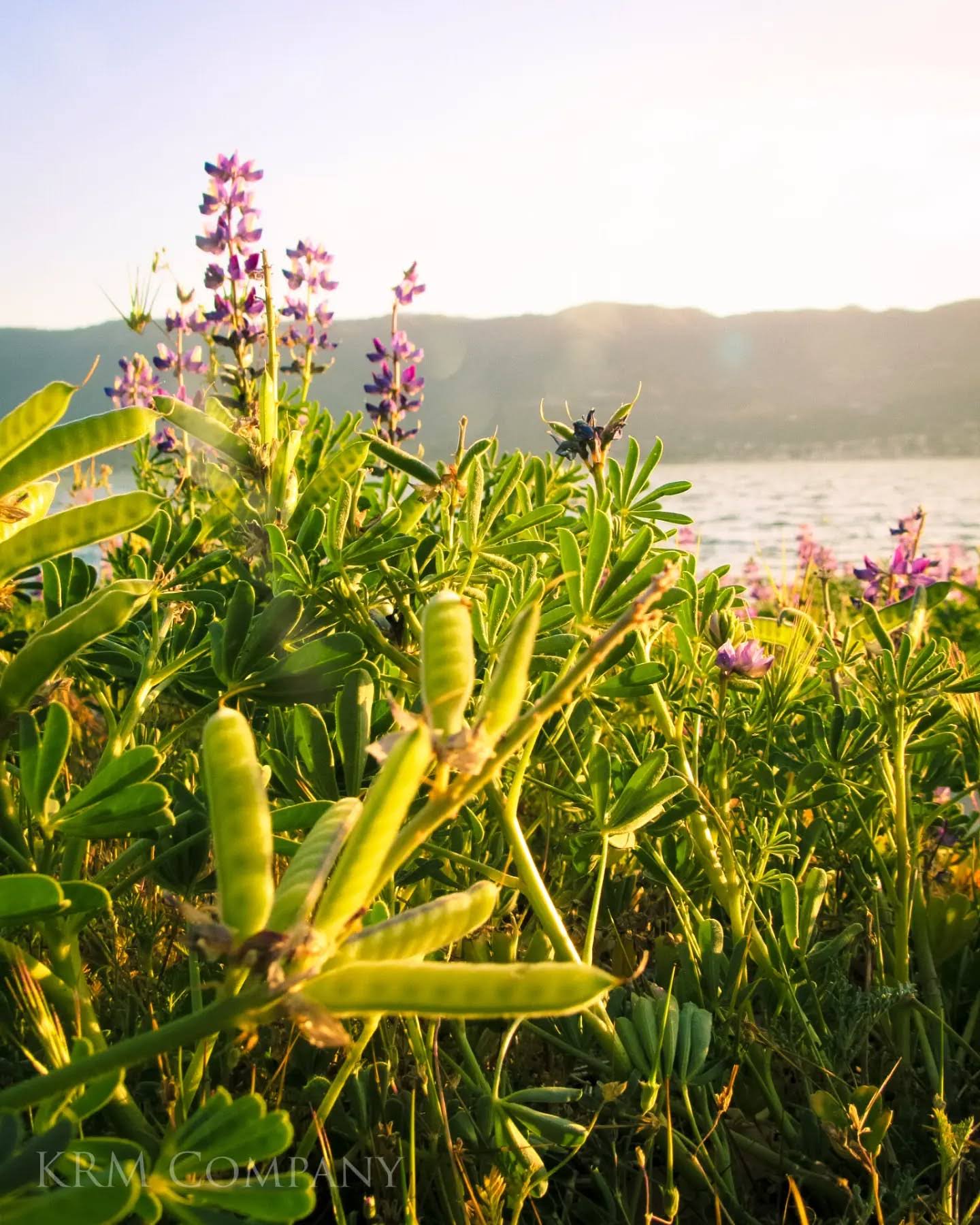Backlit lupine pods and wildflowers along a lakeshore at golden hour